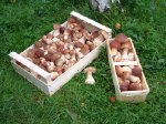 steinpilze